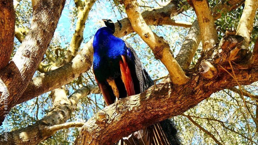 Peacock male in a tree (4K)