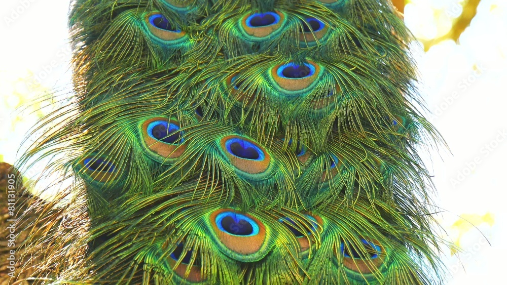 Peacock male in a tree (4K)