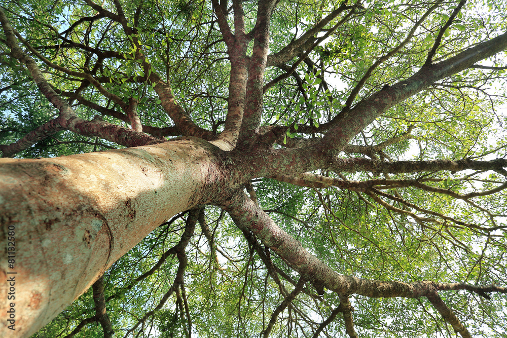 Fototapeta premium beautiful big tree
