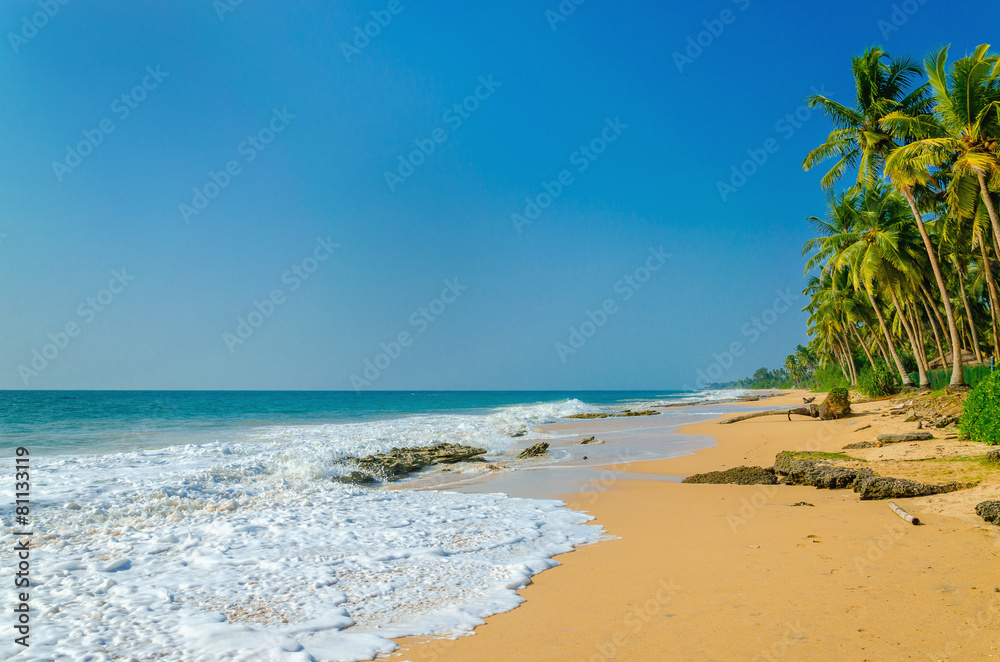 Amazing view of exotic sandy beach with high palm trees Amazing view of exotic sandy beach with high palm trees