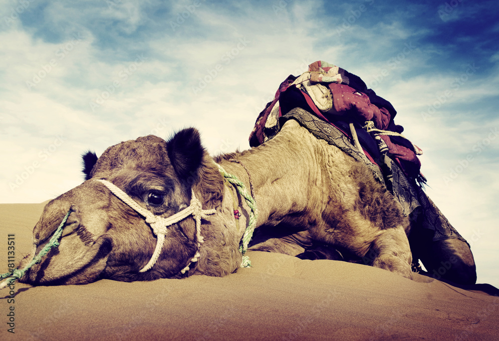 Animal Camel Desert Resting Concept - obrazy, fototapety, plakaty 