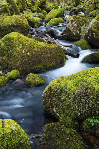 Stream in old forest, blurred water in fast motion