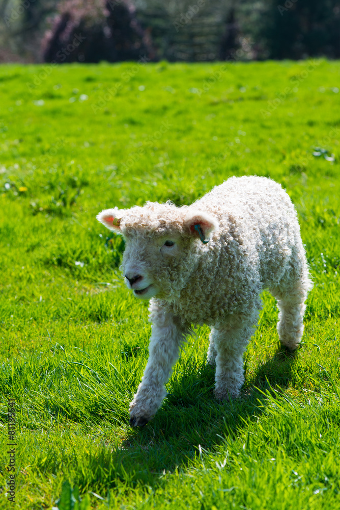 cute young sheep on green grass cute young sheep on green grass