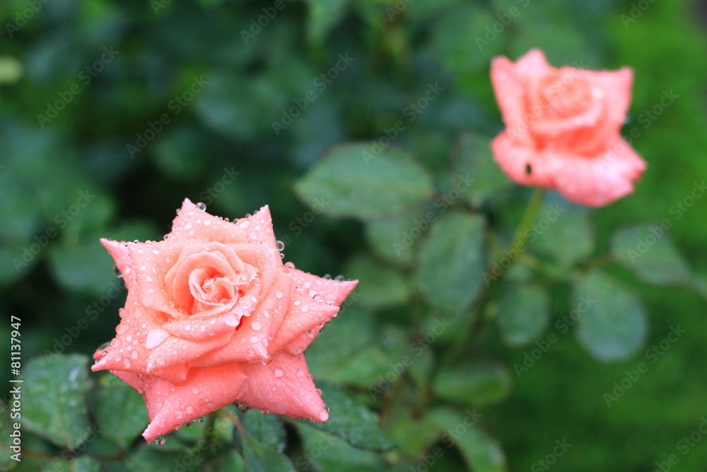 雨に濡れる旧古河庭園のバラ ソニア 作出者の娘に捧げられたバラ Stock Foto Adobe Stock