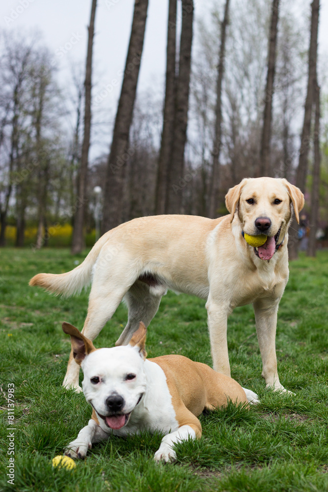Labrador retriever and Staffordshire terrier dog in the park