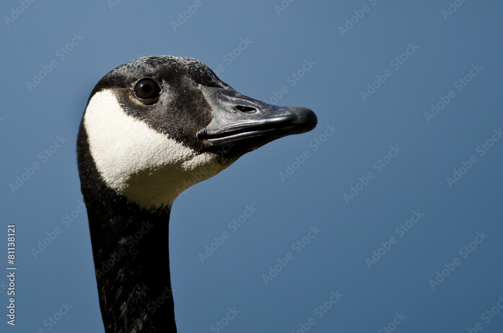 Close Up of Canada Goose Looking To The Sky Close Up of Canada Goose Looking To The Sky