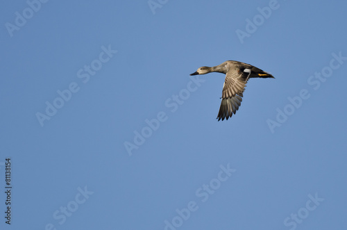 Lone Gadwall Flying in a Blue Sky © rck