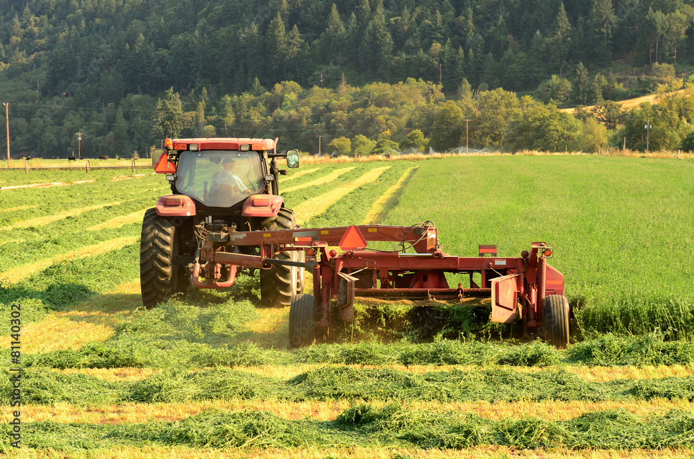 Fototapeta premium Alfalfa Cut
