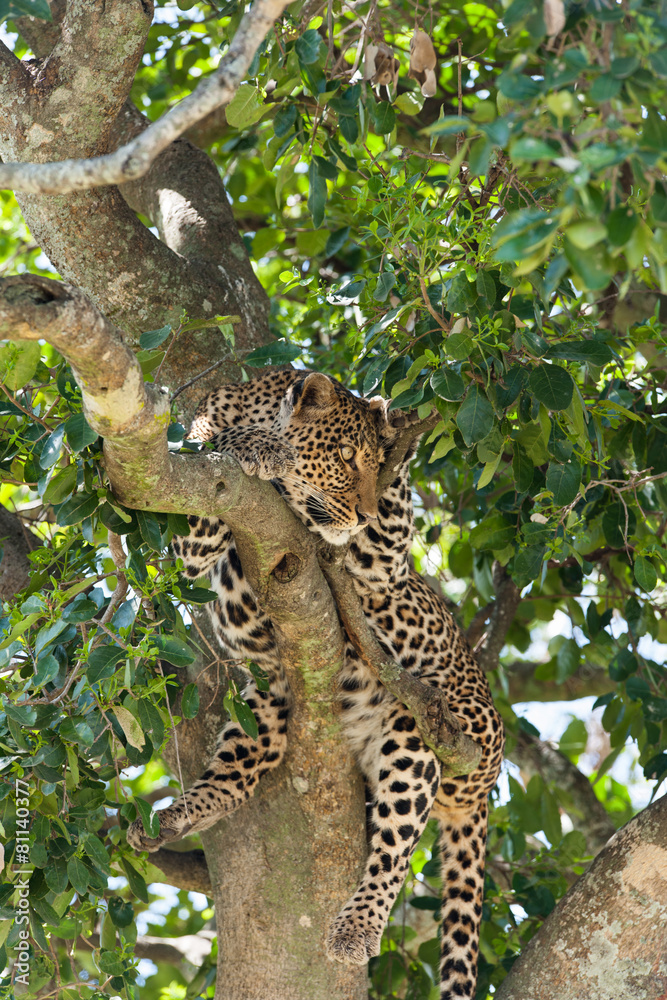 Obraz premium Leopard