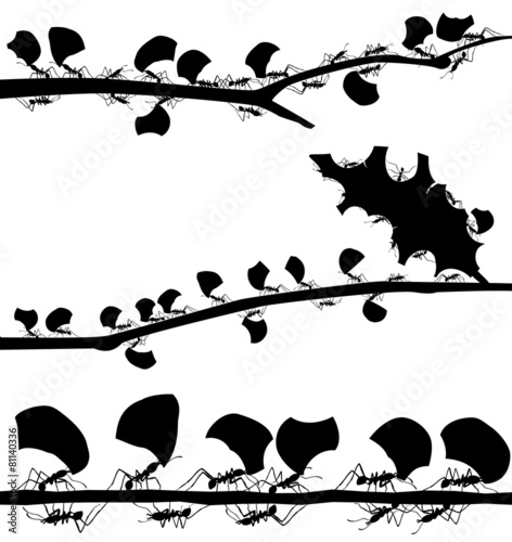 Leaf cutter ant foregrounds