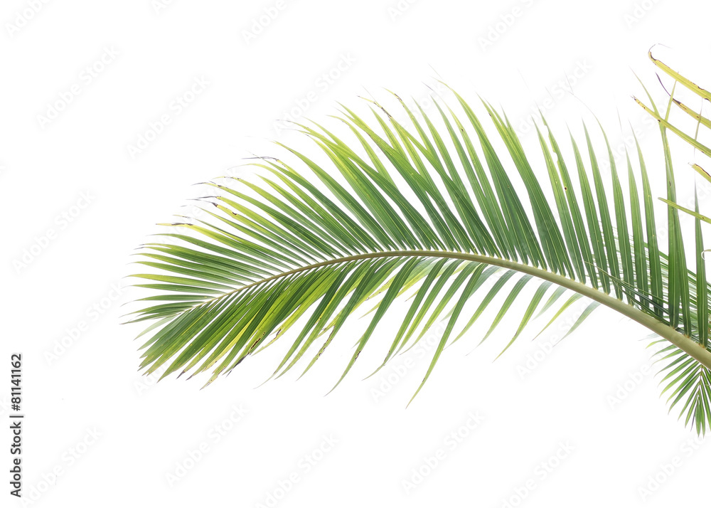 Obraz premium palm tree leaves