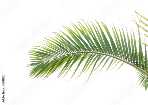 Fototapeta Naklejka Na Ścianę i Meble -  palm tree leaves