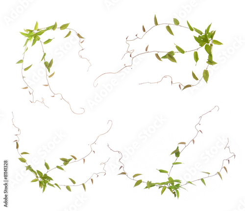 ivy leaves isolated on a white background