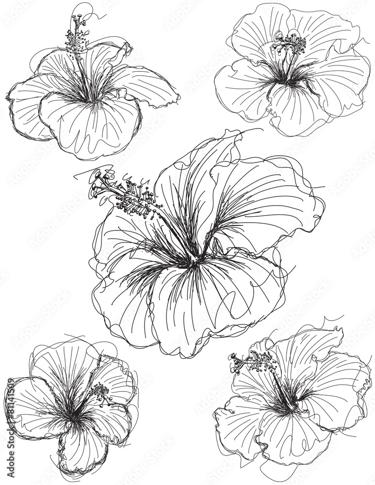 Hibiscus flower sketches Hibiscus flower sketches