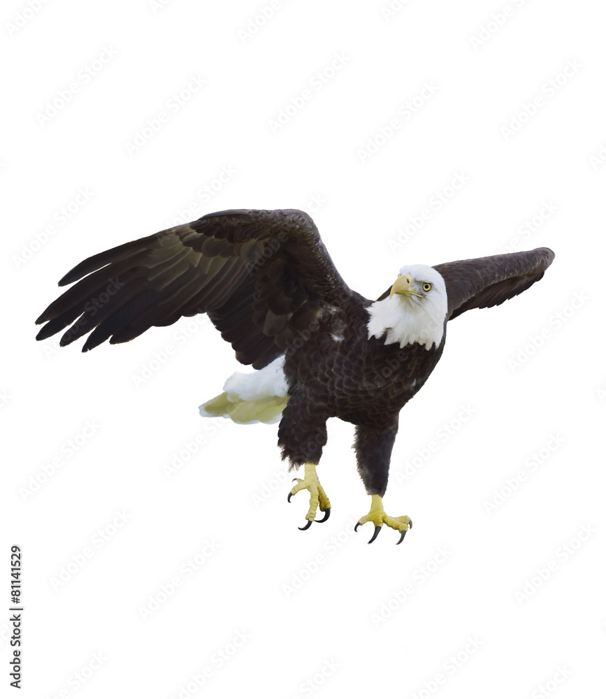 Naklejka premium American Bald Eagle