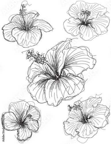 Hibiscus flower sketches