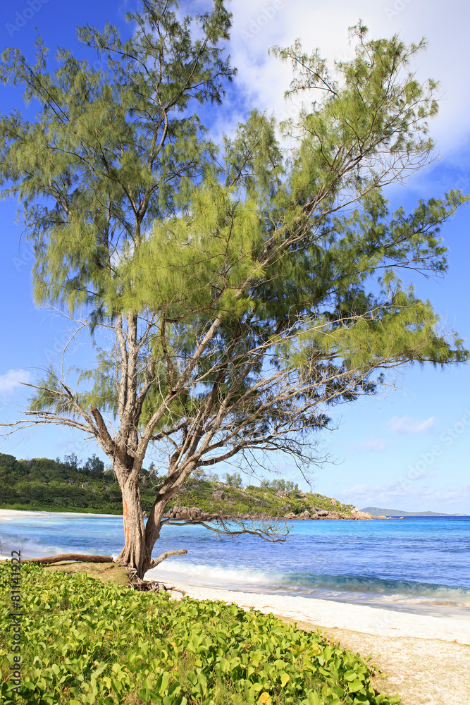 Beautiful pine on the beach Anse Cocos. Beautiful pine on the beach Anse Cocos.