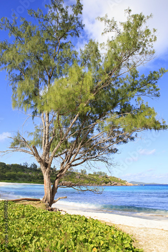 Beautiful pine on the beach Anse Cocos.