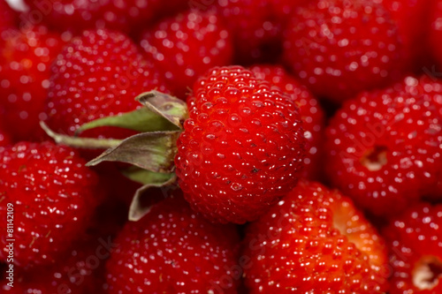 Wallpaper Mural クサイチゴ-Rubus hirsutus Torontodigital.ca