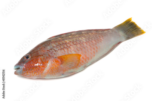 ホシササノハベラ Pseudolabrus Sieboldii Stock Photo Adobe Stock