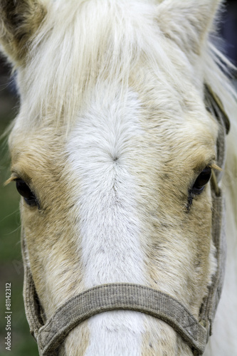 Horse nose eyes and ears