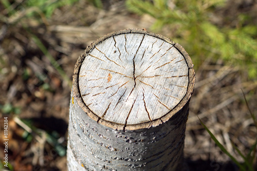 Stump of sawn aspen with cracks and annual rings closeup