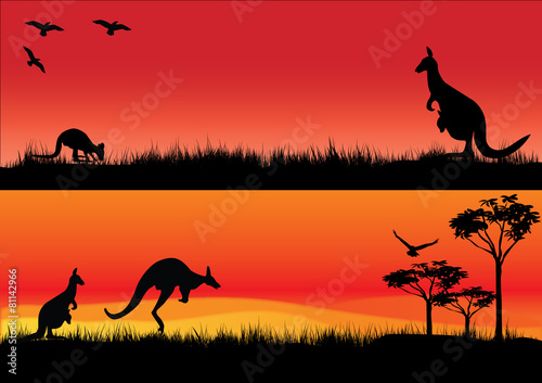 Australian Kangaroos in the sunset