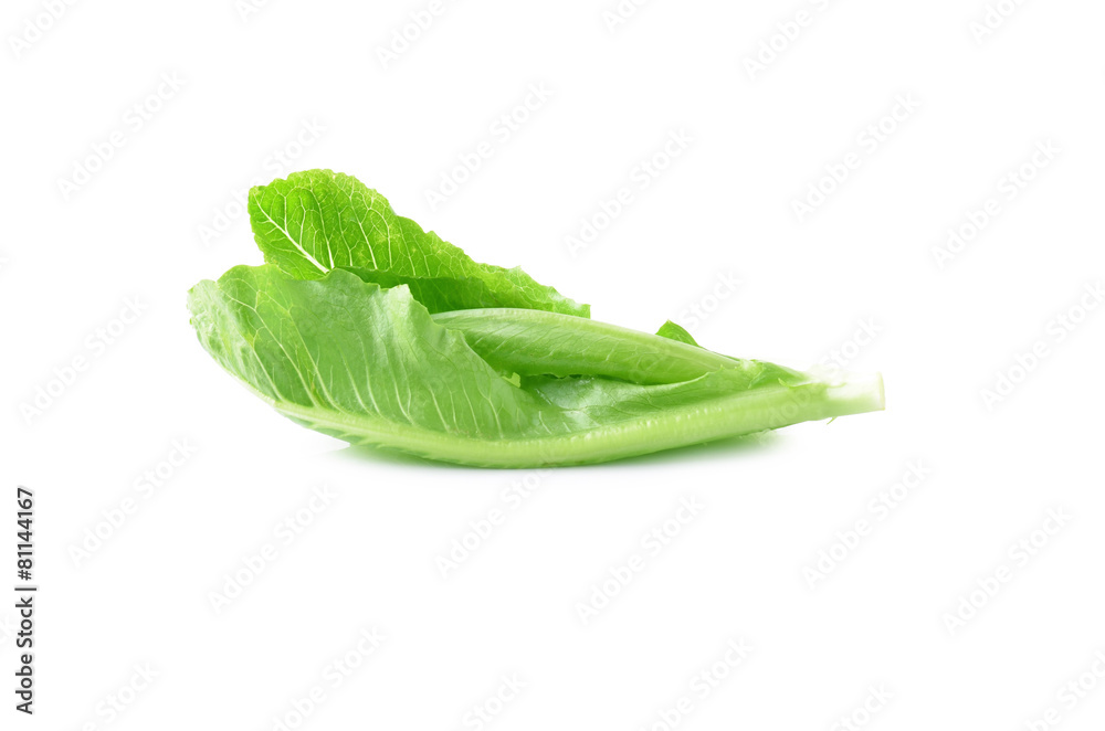 lettuce on white background lettuce on white background