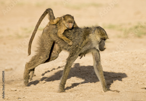 baboon carrying baby.