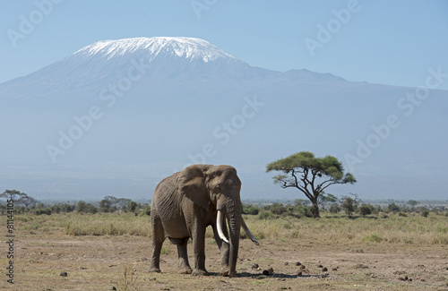 Mt Kilimanjaro with elephant © 169169