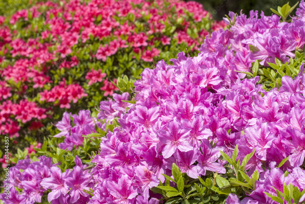 Obraz premium 赤をバックに紫のツツジの花