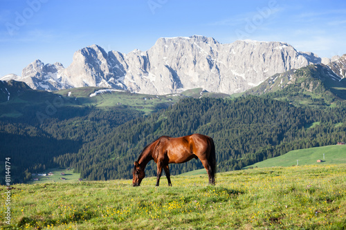 Horse at high mountains meadow © Nickolay Khoroshkov