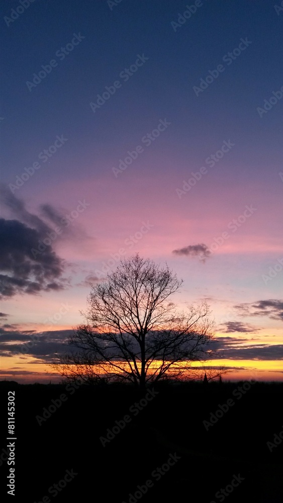 Obraz premium Baum im abendrot