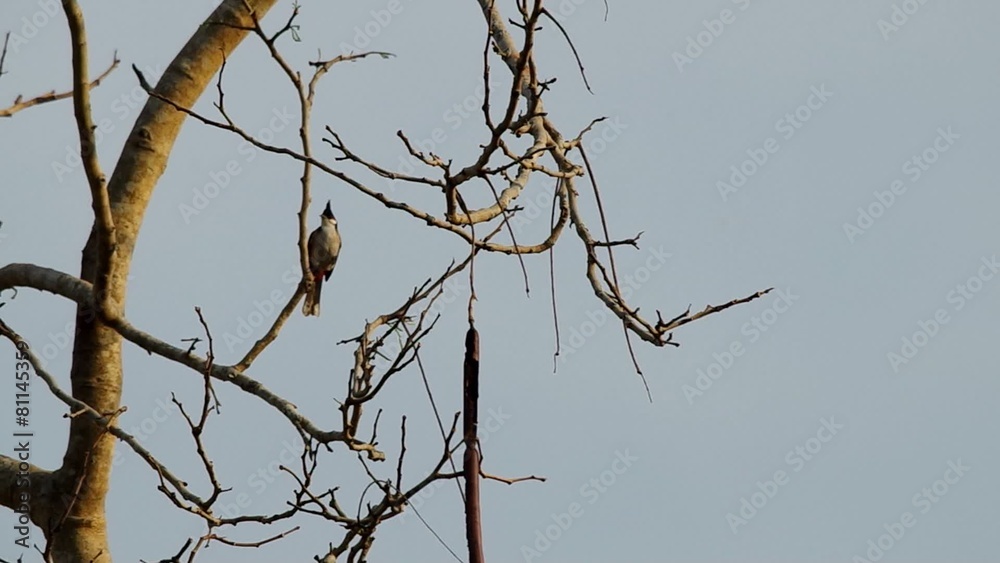 Red-whiskered bulbul is flying away from the tree branch Red-whiskered bulbul is flying away from the tree branch