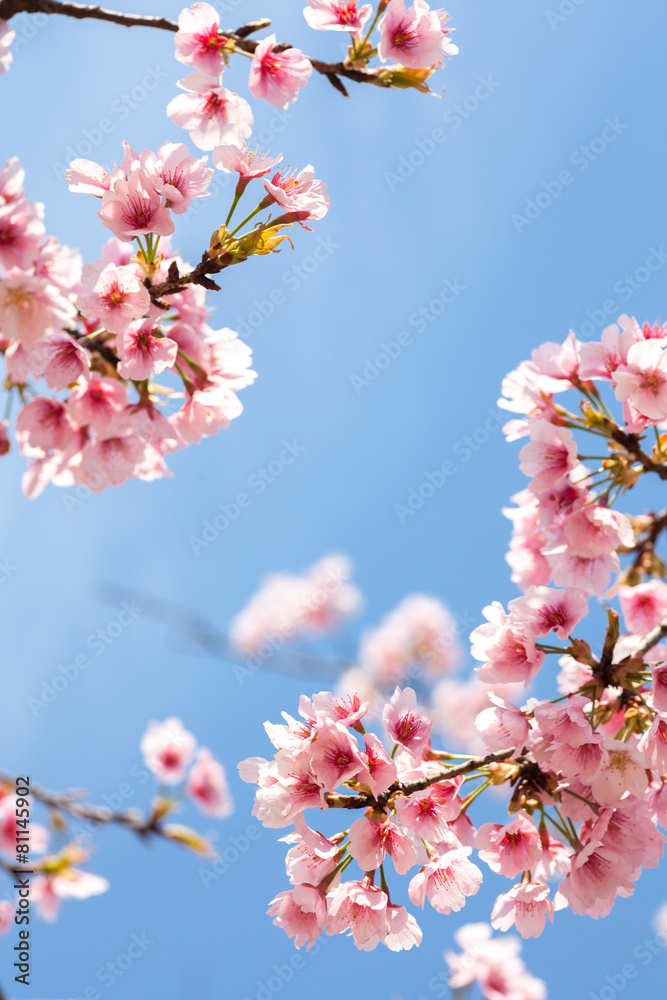 The cherry blossom