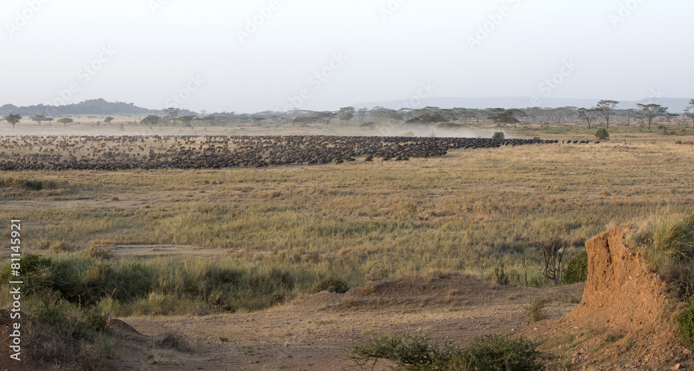 Serengeti National Park, wildebeest migrating.