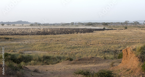 Serengeti National Park, wildebeest migrating.