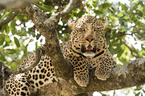 Serengeti National Park  leopard