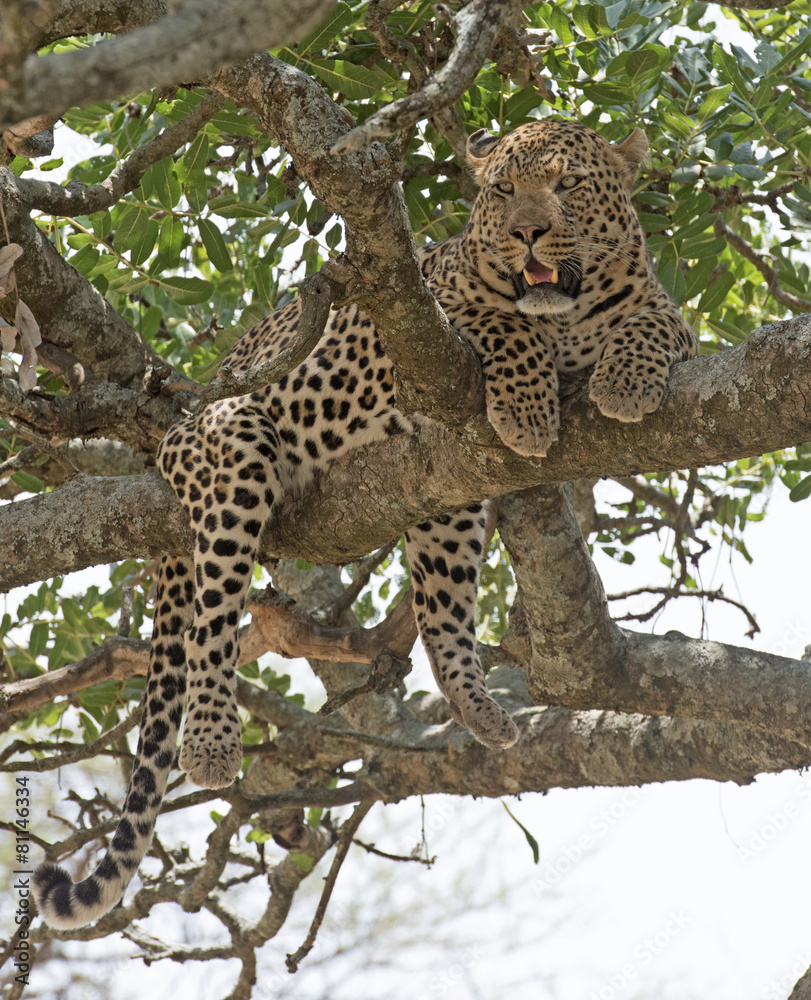 Africa, Tanzania Serengeti National Park, leopard Africa, Tanzania Serengeti National Park, leopard