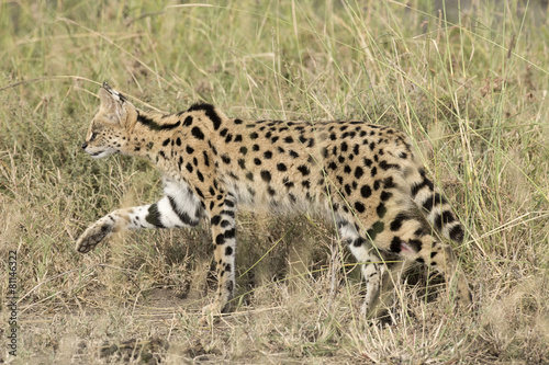Africa, Tanzania Serengeti National Park,Serval cat