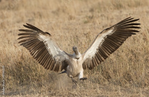 Serengeti National Park, vultures