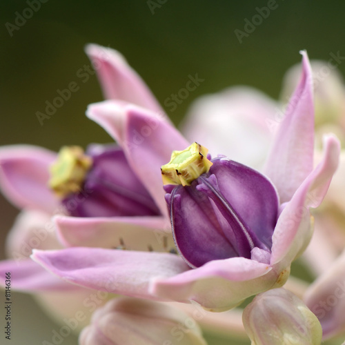 Rare Purple Milk Weed , Crown Flower or Giant lndian Milk (Calotropis gigantea) on Natural Green Background. photo