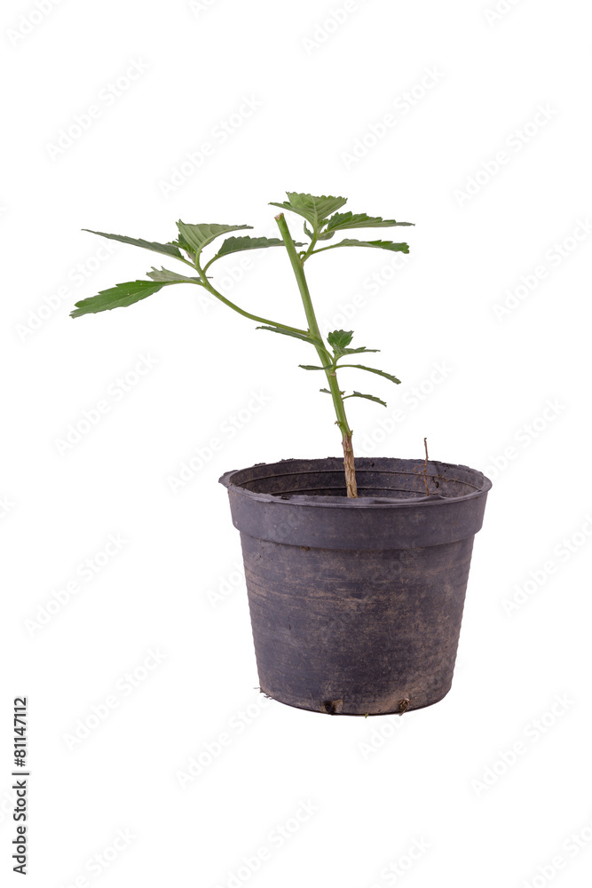 plant isolated on white background