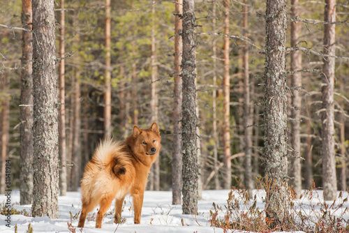 Fototapeta Naklejka Na Ścianę i Meble -  Finnish Spitz in the forest on a bright winter day