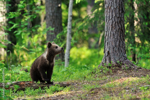 Brown bear cub in forest