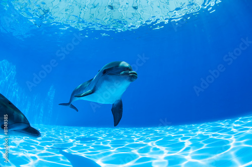 Dolphins couple