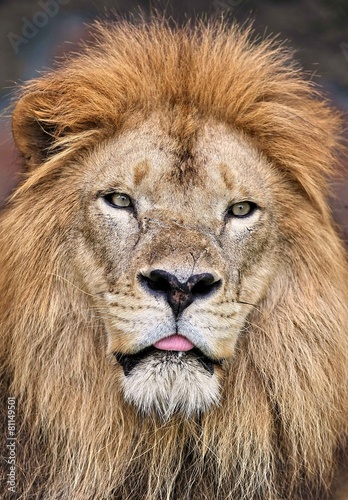 lion king of animal