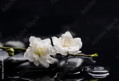 Set of, sakura flowers with therapy stones 