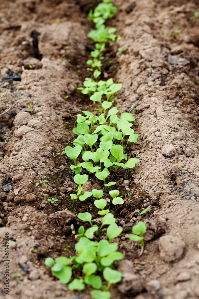 young green sprout in the soil, spring bed young green sprout in the soil, spring bed