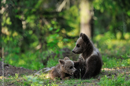 Bear cubs in forest